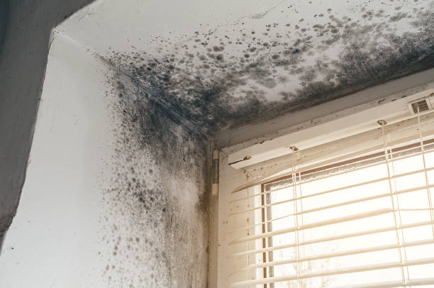 Affordable Hvac And Air Duct Mold Remediation solutions in Oak Ridge, TN